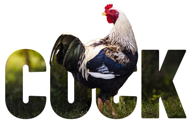 A rooster standing in front of large black letters spelling 'COCK' on a white background.