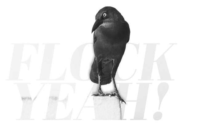 A black and white photograph of a bird perched on a small block, with large faint text reading 'FLOCK YEAH!' behind it on a white background.